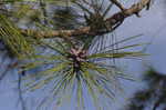 Slash pine